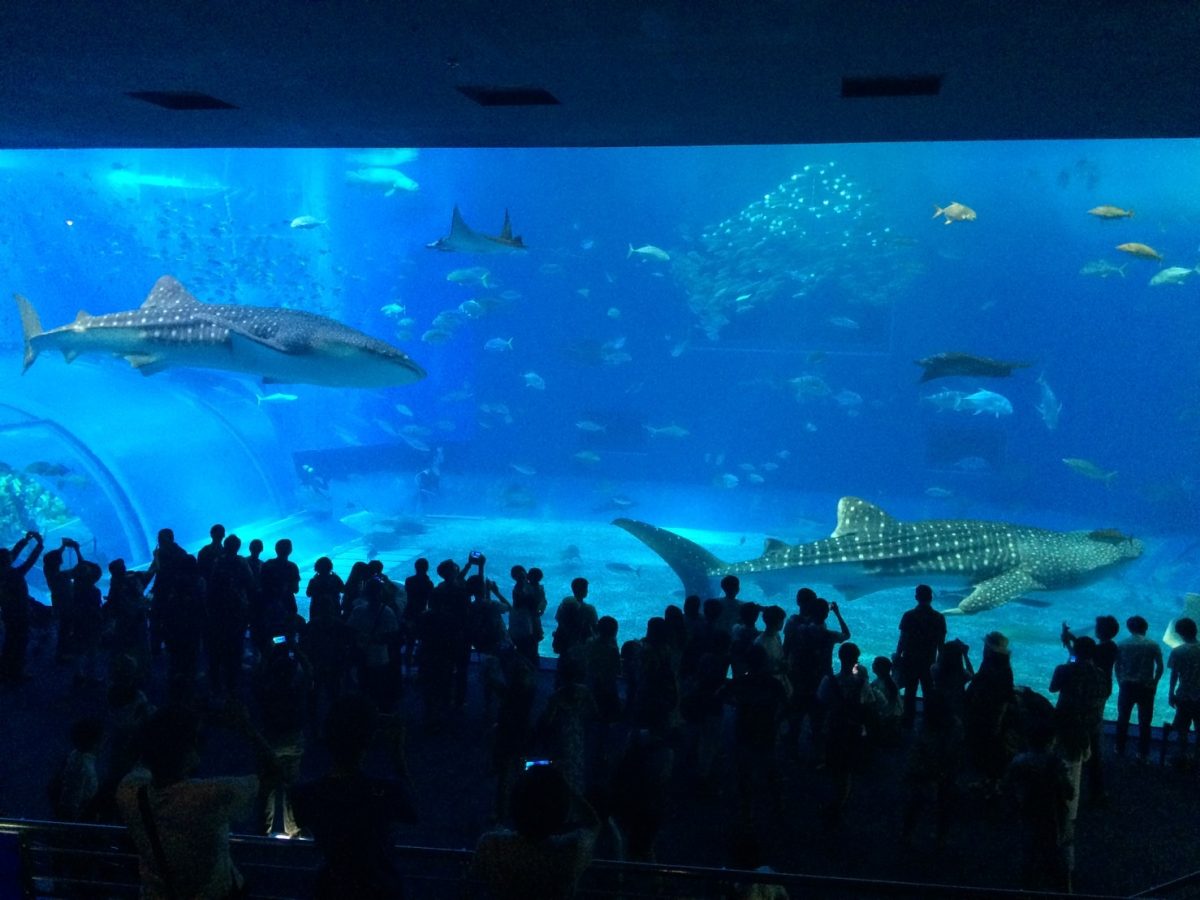 日本に か所 ジンベエザメがいる水族館 まれまれアクアリウム ブログ