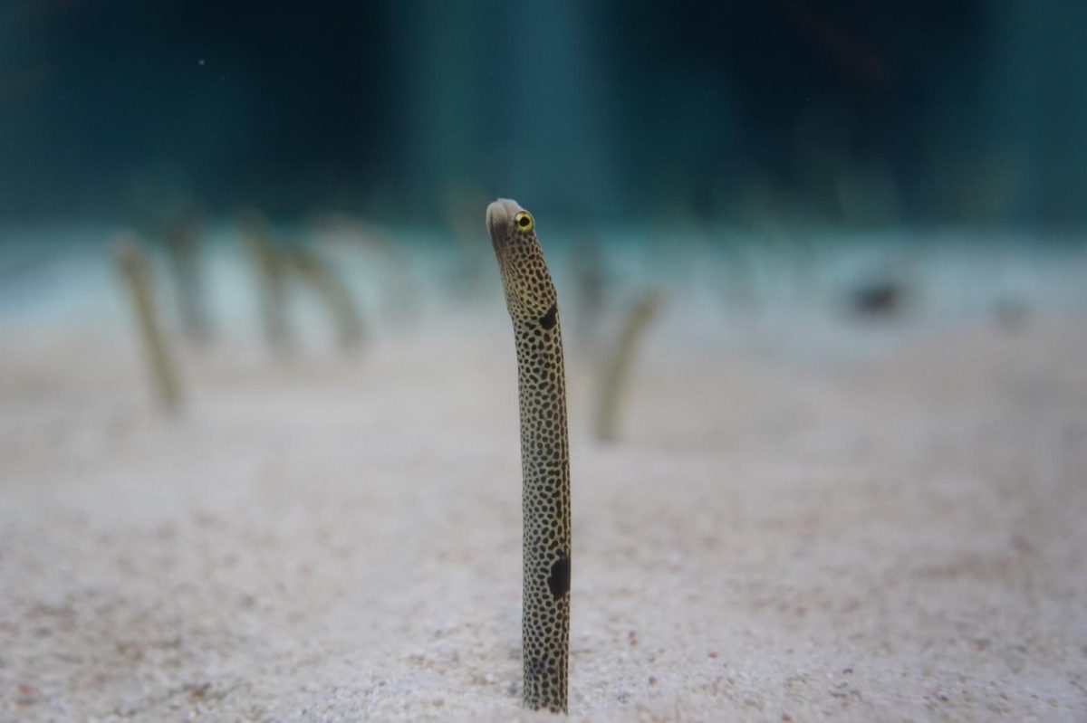 大学生 社会人必見 関東で水族館デートするなら すみだ水族館 の周り方を紹介 まれまれアクアリウム ブログ